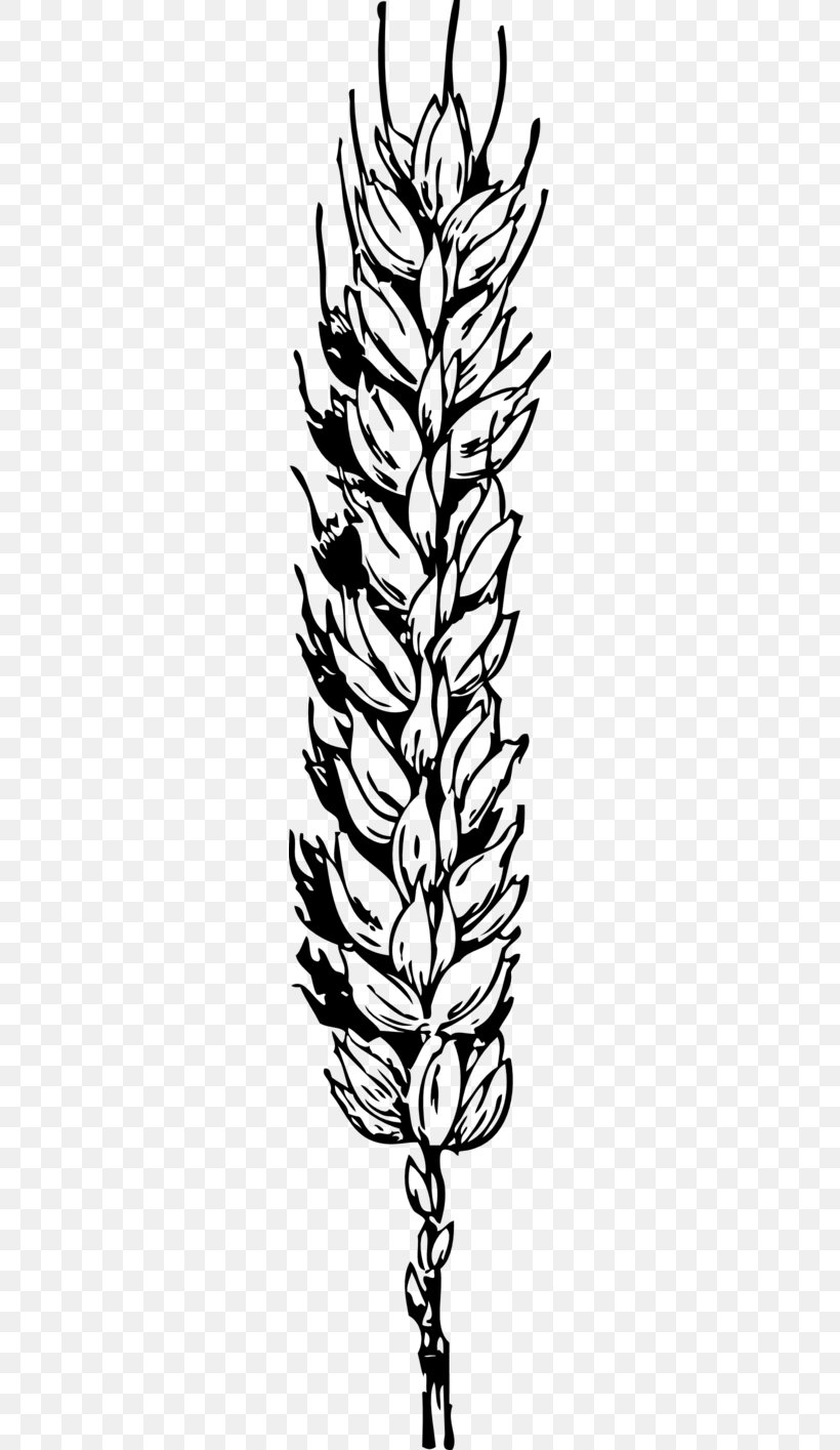 Grain Wheat Clip Art, PNG, 256x1415px, Grain, Artwork, Black And White, Branch, Cereal Download Free