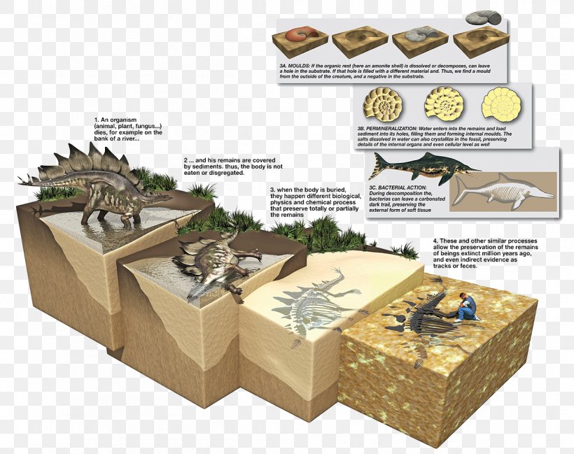 stegosaurus-dinosaur-fossils-fossilization-in-adult-second-language