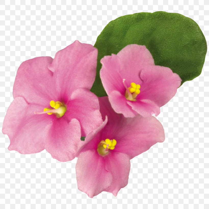 Violet Clip Art, PNG, 1024x1024px, Violet, Annual Plant, Cut Flowers, Flower, Flowering Plant Download Free