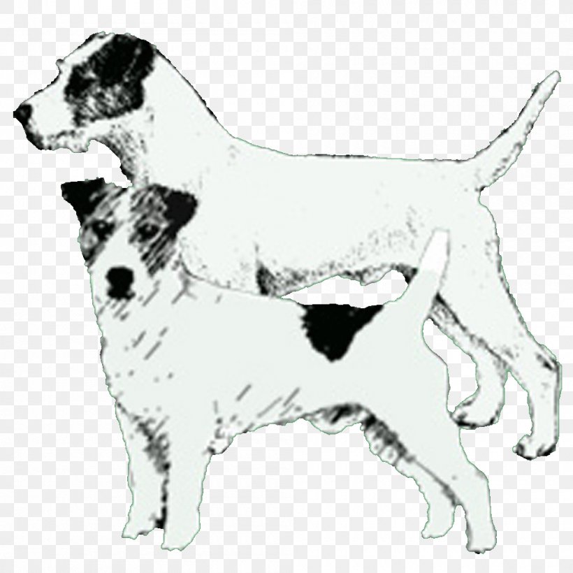 Dog Breed English Foxhound Companion Dog, PNG, 1000x1000px, Dog Breed, Black And White, Breed, Carnivoran, Companion Dog Download Free