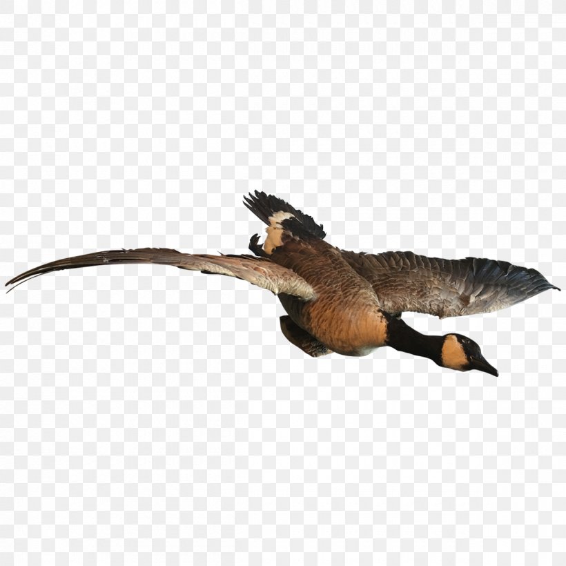 Duck Goose Bird Reptile Anatidae, PNG, 1200x1200px, Duck, Anatidae, Animal, Beak, Bird Download Free