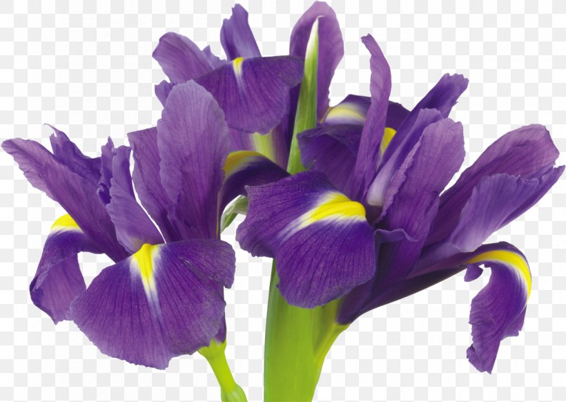 Flower Iris Versicolor Stock Photography Iris Spuria Purple, PNG, 1200x853px, Flower, Blume, Color, Crocus, Flowering Plant Download Free