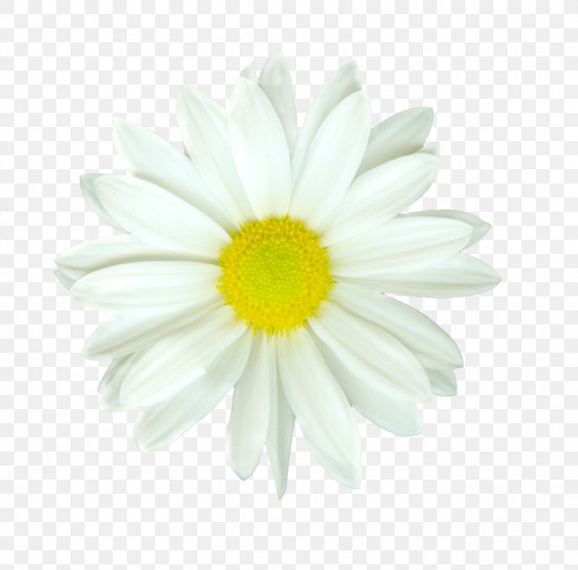 Flower Oxeye Daisy Daisy Family Petal Tulip, PNG, 1161x1145px, Flower, Argyranthemum Frutescens, Aster, Chamaemelum, Chamaemelum Nobile Download Free