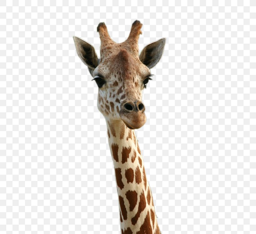 Giraffe Search Engine Optimization Web Design, PNG, 500x750px, Giraffe, Animal, Blog, Digital Marketing, Drawing Download Free