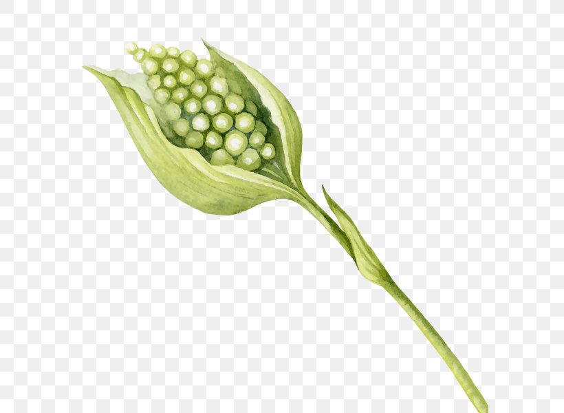 Image Designer Illustration, PNG, 600x600px, Designer, Architecture, Arum, Bud, Commodity Download Free