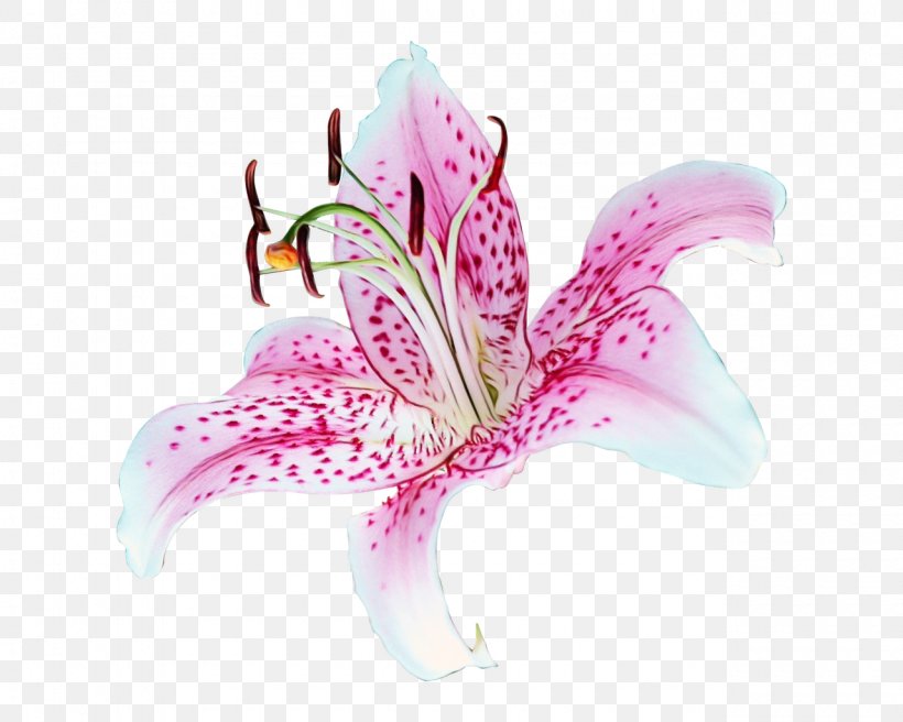 Lily Flower Cartoon, PNG, 1280x1024px, Carnation Lily Lily Rose, Alstroemeriaceae, Amaryllis Belladonna, Amaryllis Family, Art Download Free