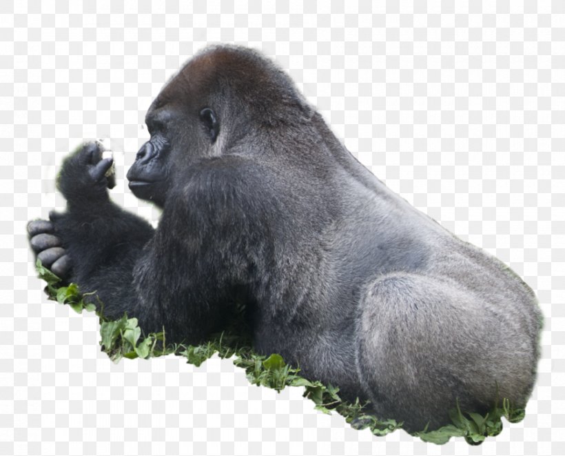 Western Gorilla Ape Rendering, PNG, 900x726px, 3d Computer Graphics, Western Gorilla, Ape, Art, Deviantart Download Free