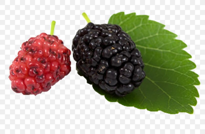 Black Mulberry White Mulberry Blackberry Aronia Melanocarpa, PNG, 800x539px, Black Mulberry, Accessory Fruit, Aronia Melanocarpa, Berry, Blackberry Download Free
