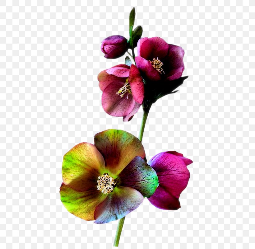 Flower Garden Roses Clip Art Petal Watercolor Painting, PNG, 517x800px, Flower, Cabbage Rose, Cut Flowers, Flowering Plant, Garden Download Free