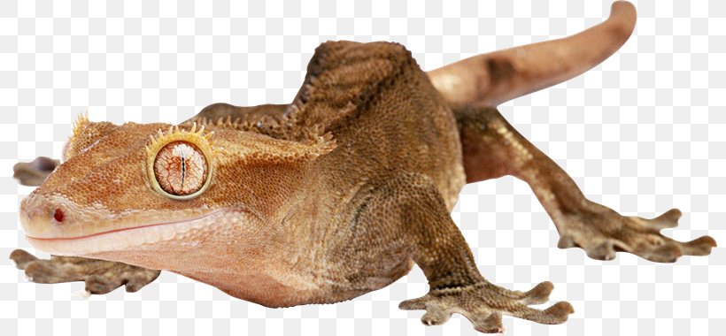 Gecko Lizard Chameleons 爬行动物: 蜥蜴, PNG, 800x380px, Gecko, Amphibian, Animal, Animal Figure, Chameleons Download Free