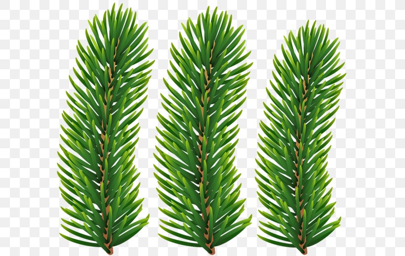 Image Clip Art Transparency Openclipart, PNG, 600x518px, Pine, Art Museum, Branch, Conifer, Evergreen Download Free