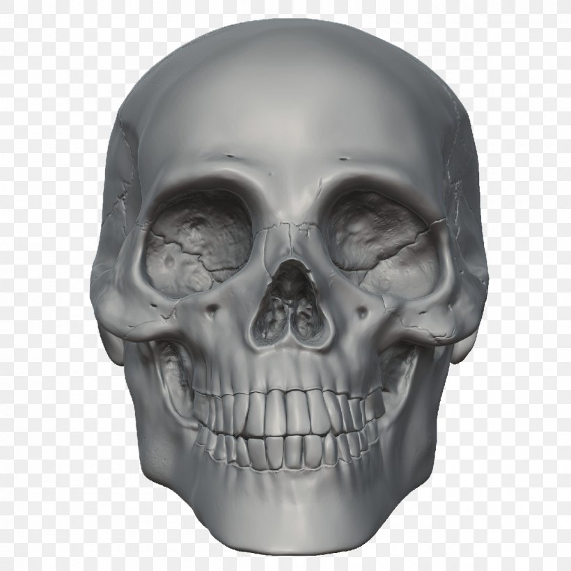 Skull Human Skeleton Human Head, PNG, 1200x1200px, Skull, Bone, Head, Homo Sapiens, Human Body Download Free