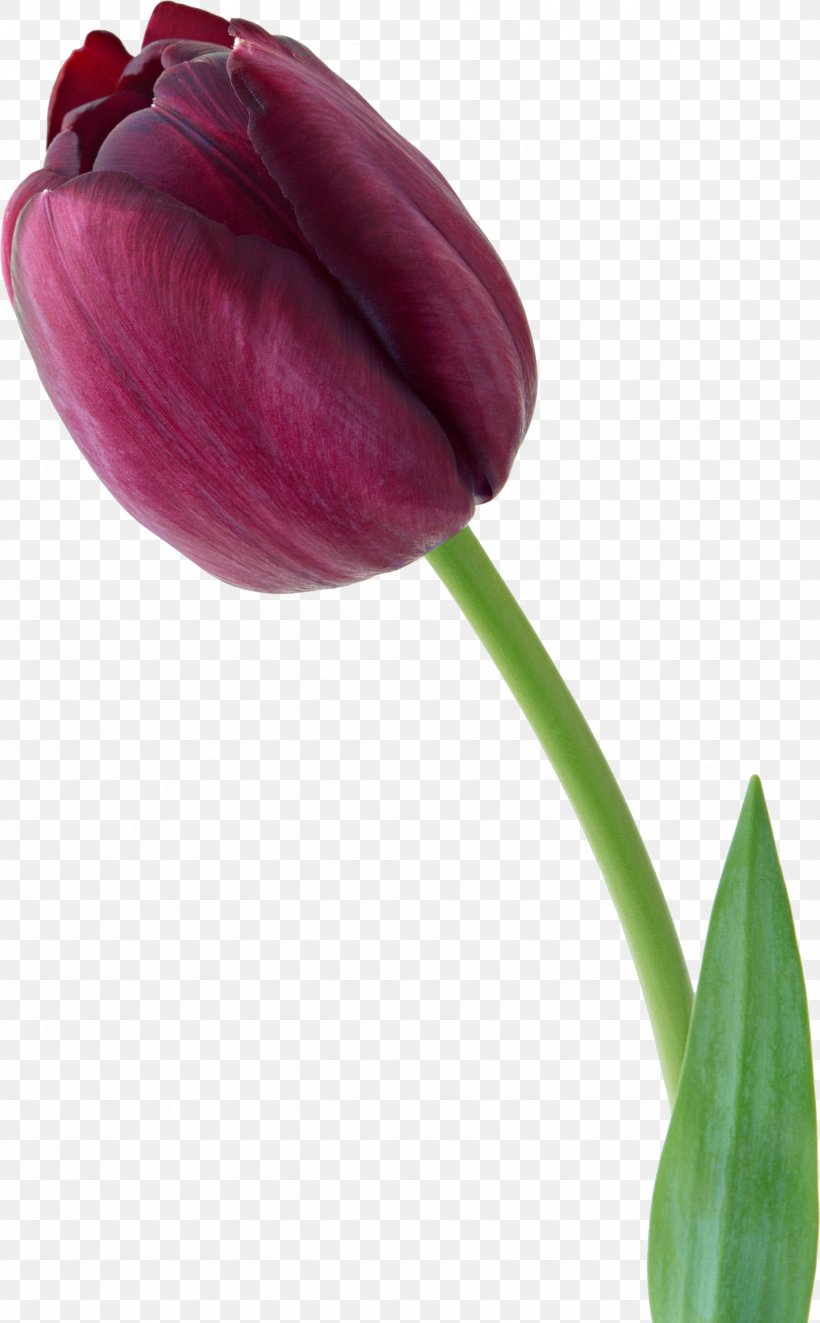 Tulip Flower Bouquet Violet, PNG, 1665x2687px, Tulip, Bud, Depositfiles, Flower, Flower Bouquet Download Free