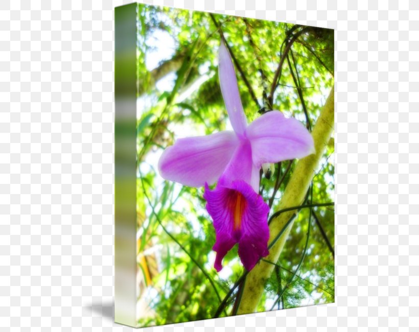 Dendrobium Cattleya Orchids Moth Orchids Wildflower, PNG, 503x650px, Dendrobium, Branch, Branching, Cattleya, Cattleya Orchids Download Free