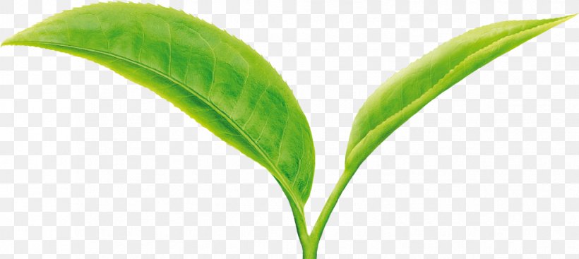 Green Tea Leaf Camellia Sinensis Two Leaves And A Bud, PNG, 981x440px, Tea, Camellia Sinensis, Catechin, Commodity, Cup Download Free