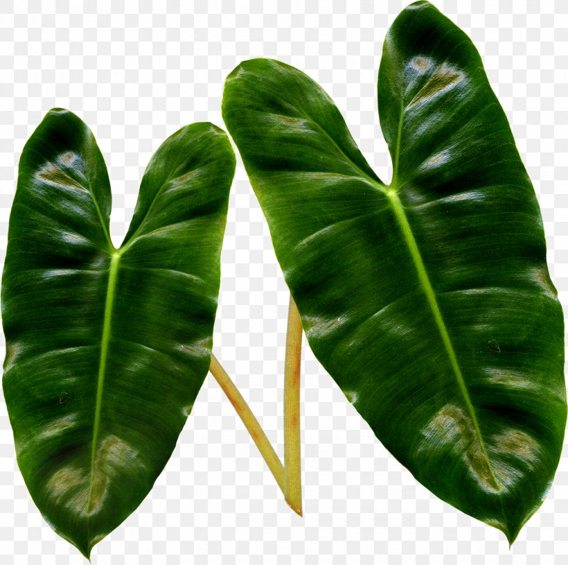 Leaf Liana Plant Stem Clip Art, PNG, 1938x1927px, Leaf, Branch, Chard, Digital Image, Herb Download Free