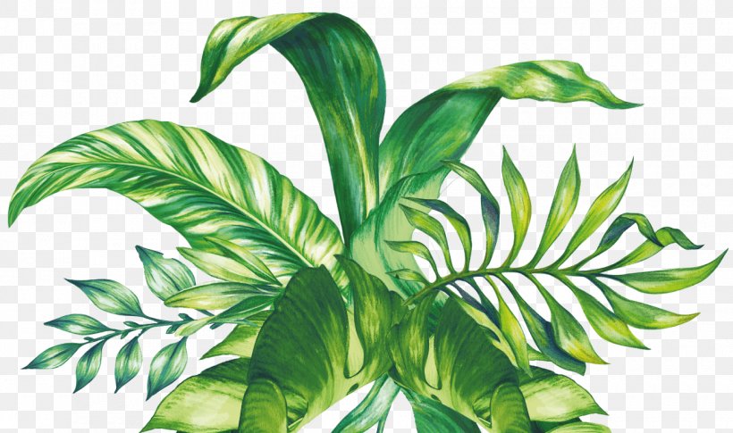 Leaf Swiss Cheese Plant Botanical Illustration Green, PNG, 1300x770px, Leaf, Botanical Illustration, Botany, Drawing, Green Download Free