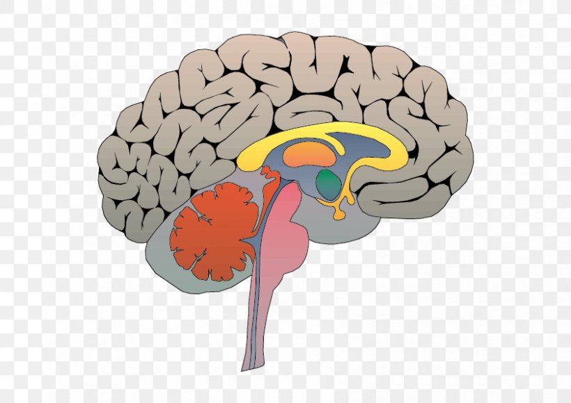 Social Neuroscience Triune Brain Emotion, PNG, 842x596px, Watercolor, Cartoon, Flower, Frame, Heart Download Free