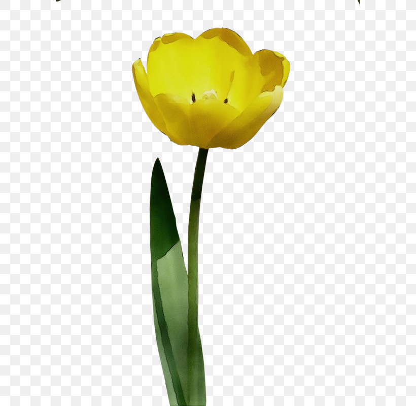Flower Yellow Tulip Petal Plant, PNG, 600x800px, Watercolor, Bud, Cut Flowers, Flower, Lily Family Download Free
