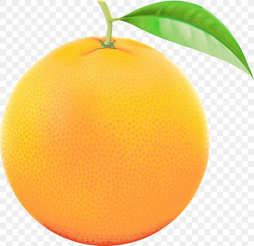 Orange, PNG, 3000x2909px, Watercolor, Citrus, Food, Fruit, Grapefruit Download Free