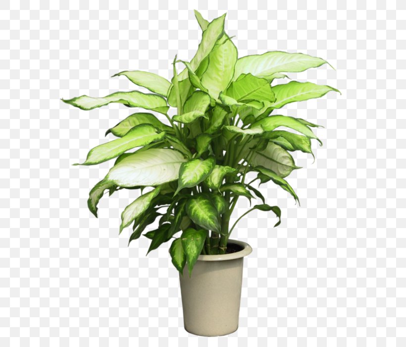Syngonium Podophyllum Houseplant Flowerpot, PNG, 600x700px, Syngonium Podophyllum, Container, Diameter, Flower, Flowerpot Download Free