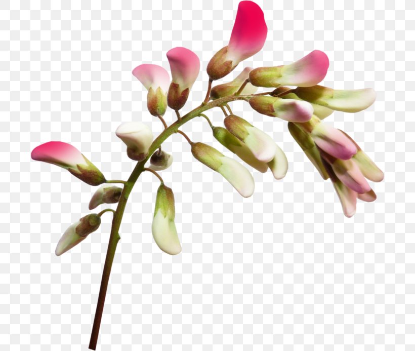 Wildflower Birthday, PNG, 700x693px, Flower, Alegria, Birthday, Blossom, Branch Download Free