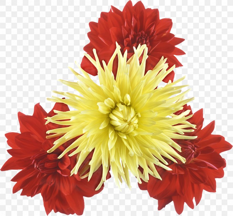 Chrysanthemum Flower Plant, PNG, 1200x1110px, Chrysanthemum, Annual Plant, Blanket Flowers, Chamomile, Chrysanths Download Free