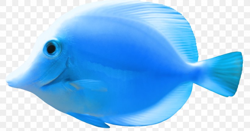 Fish Clip Art, PNG, 1200x630px, Fish, Aqua, Blue, Bluefish, Deep Sea Fish Download Free