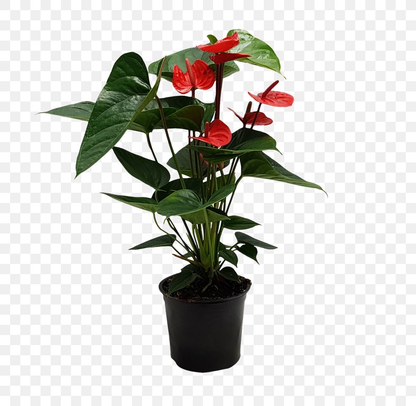 Flowers Background, PNG, 800x800px, Painterspalette, Anthurium, Bunnings Warehouse, Ceramic, Cut Flowers Download Free