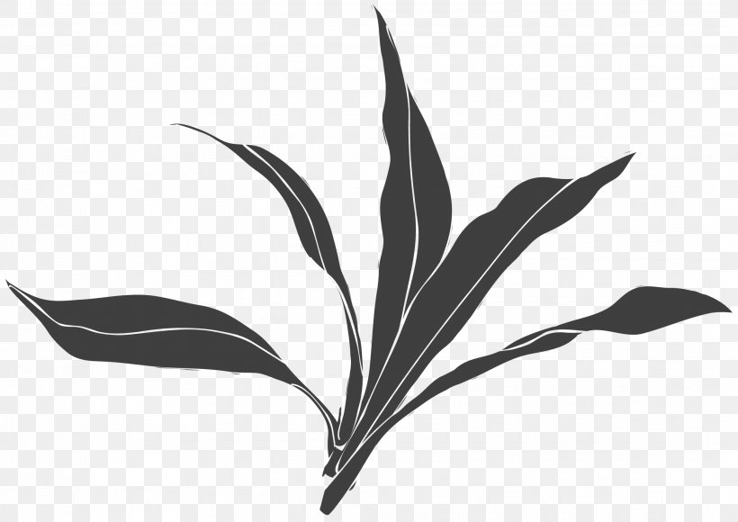 Black And White Leaf Plant, PNG, 2115x1498px, Black And White, Branch, Designer, Drawing, Flora Download Free