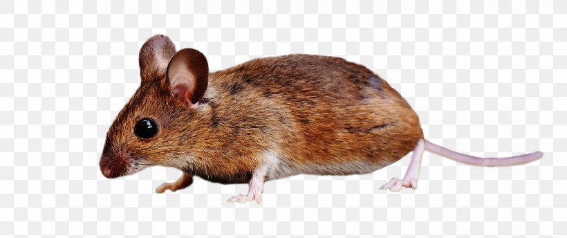 Brown Rat Rodent Rats And Mice Mouse Squirrel, PNG, 3672x1543px, Brown Rat, Black Rat, Computer Mouse, Fauna, House Mouse Download Free