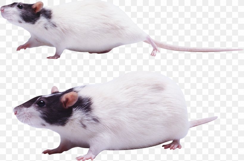 Rat Mouse Gerbil Rodent, PNG, 2646x1753px, Gerbil, Fauna, Laboratory Rat, Mammal, Mouse Download Free