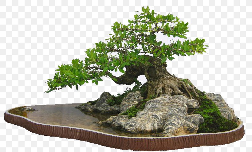 Bonsai Ornamental Plant Tree Garden Beauty, PNG, 799x495px, Bonsai, Beauty, Ficus Microcarpa, Garden, House Download Free