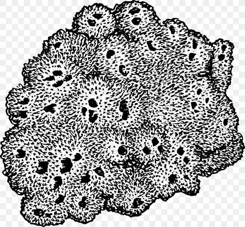 Sponge Drawing Sea Clip Art, PNG, 1920x1781px, Sponge, Aquatic Animal, Black And White, Color, Doily Download Free