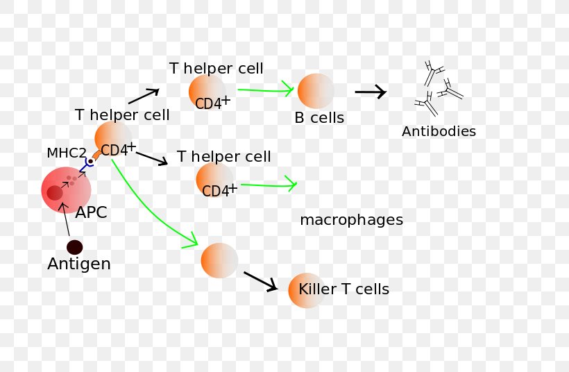 T Cell Lymphocyte Immune System B Cell, PNG, 705x536px, T Cell, Antibody, B Cell, Brand, Cell Download Free