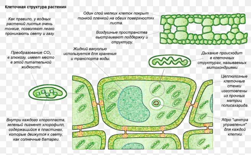 Algae Plant Kingdom, PNG, 960x592px, Watercolor, Cartoon, Flower, Frame, Heart Download Free