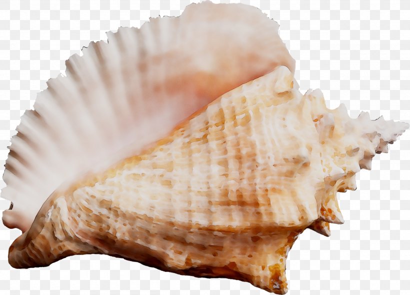 Cockle Seashell Conchology Sea Snail, PNG, 2560x1845px, Cockle, Bivalve, Clam, Conch, Conchology Download Free