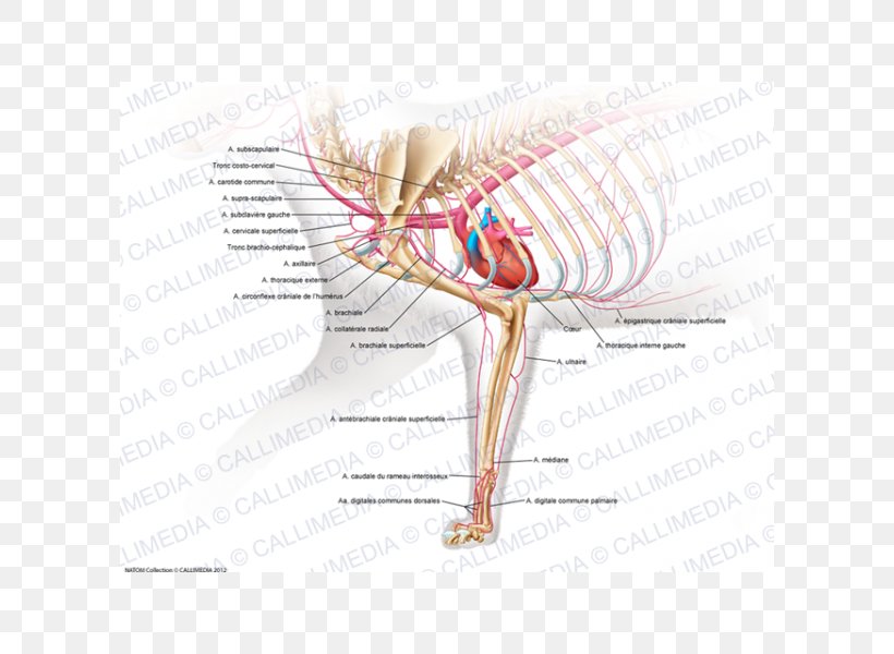 Muscle Human Musculoskeletal System Arm Cat Anatomy, PNG, 600x600px, Watercolor, Cartoon, Flower, Frame, Heart Download Free