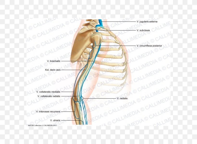 Thumb Elbow Shoulder Vein Augšdelms, PNG, 600x600px, Watercolor, Cartoon, Flower, Frame, Heart Download Free