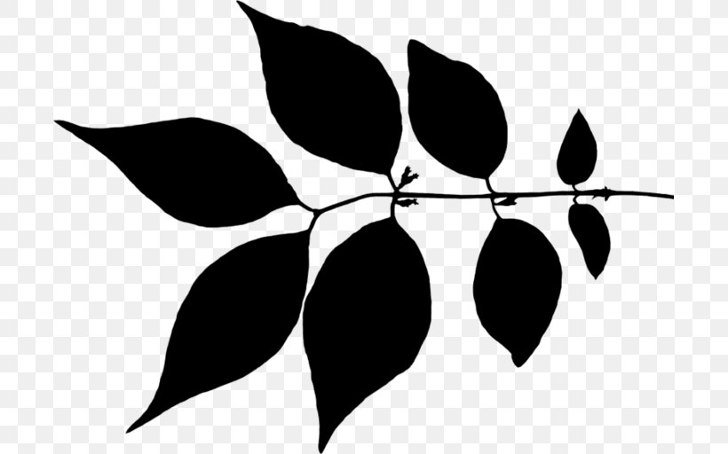 Twig Leaf Clip Art Plant Stem Flower, PNG, 699x512px, Twig, Blackandwhite, Botany, Branch, Fir Download Free