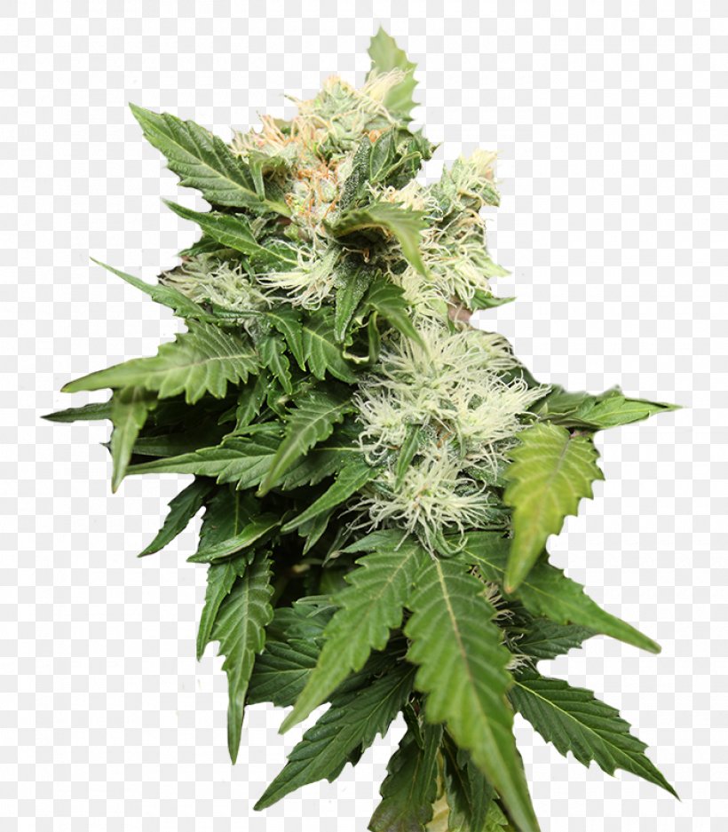 Cannabis Sativa Seed Grow Shop Hemp, PNG, 1400x1600px, Cannabis, Autoflowering Cannabis, Cannabis Sativa, Cultivar, Grow Shop Download Free