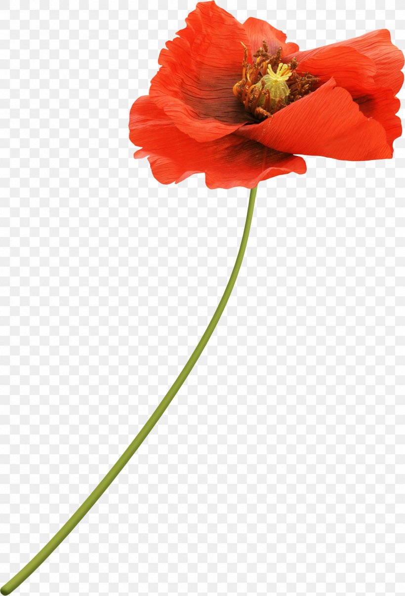 Flower Poppy Red Drawing, PNG, 1813x2670px, Flower, Color, Common Poppy, Coquelicot, Cut Flowers Download Free