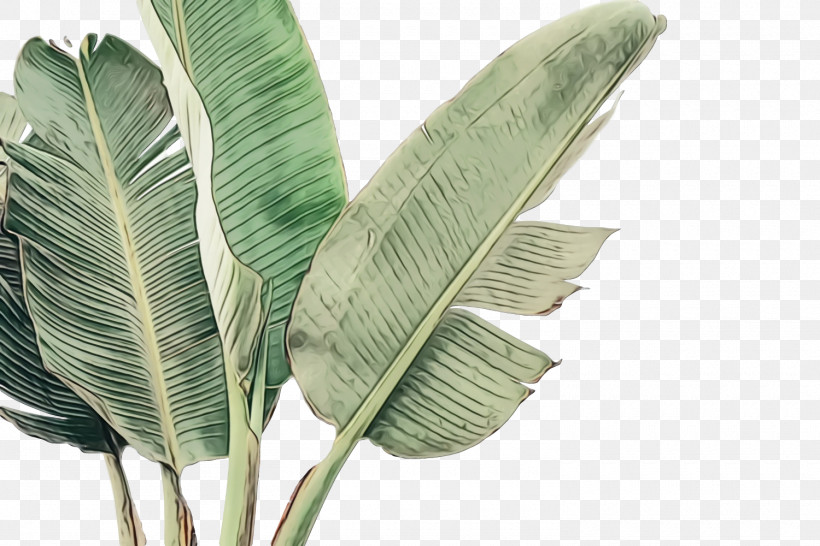 Leaf Plant Structure Plants Biology Science, PNG, 1500x1000px, Watercolor, Biology, Leaf, Paint, Plant Structure Download Free