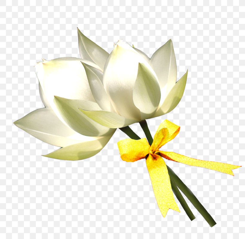 Floral Design Lilium White, PNG, 800x800px, Floral Design, Computer Software, Cut Flowers, Floristry, Flower Download Free