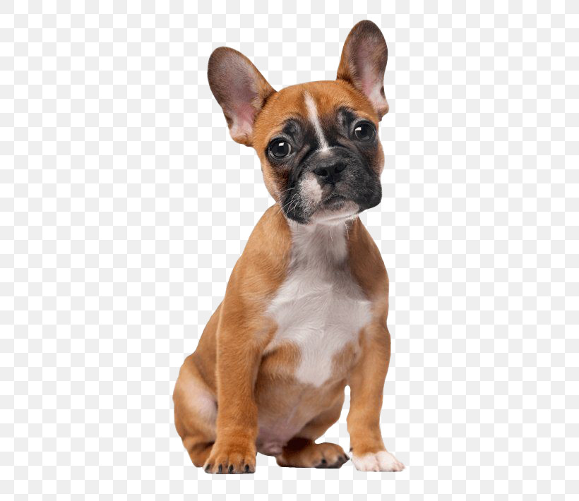 French Bulldog, PNG, 820x710px, Dog, Boston Terrier, Boxer, Bulldog, Companion Dog Download Free