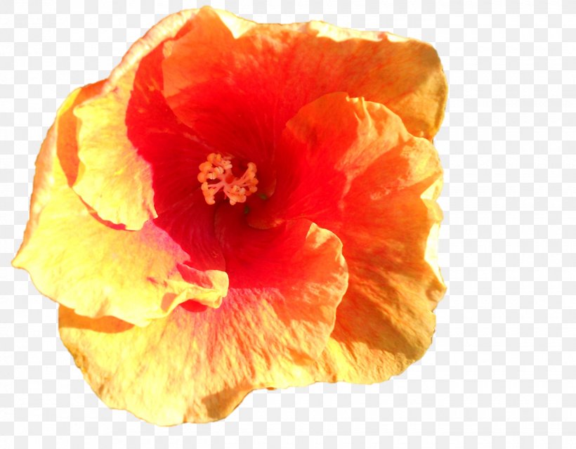 Mallows Hibiscus Flowering Plant Petal, PNG, 1340x1045px, Mallows, Closeup, Family, Flower, Flowering Plant Download Free