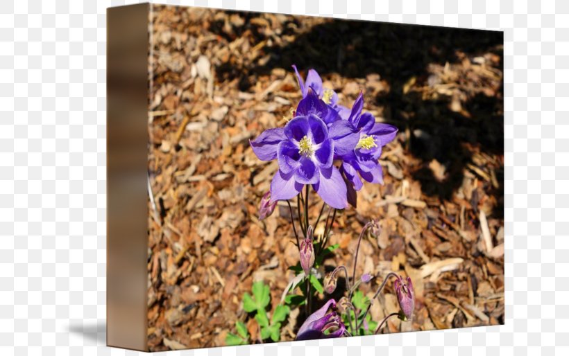 Wildflower Petal, PNG, 650x514px, Wildflower, Bellflower Family, Flora, Flower, Flowering Plant Download Free