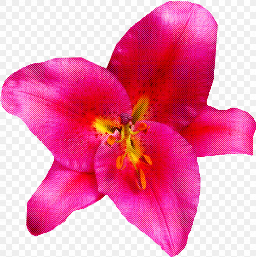 Flower Petal Pink Plant Magenta, PNG, 1169x1174px, Flower, Lily, Magenta, Moth Orchid, Petal Download Free