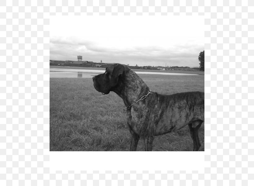Great Dane Cane Corso Dog Breed Snout Black, PNG, 800x600px, Great Dane, Black, Black And White, Breed, Cane Corso Download Free