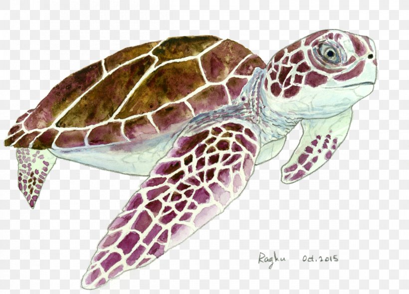 Loggerhead Sea Turtle Pond Turtles Terrestrial Animal, PNG, 1200x863px, Loggerhead Sea Turtle, Animal, Emydidae, La Quinta Inns Suites, Loggerhead Download Free
